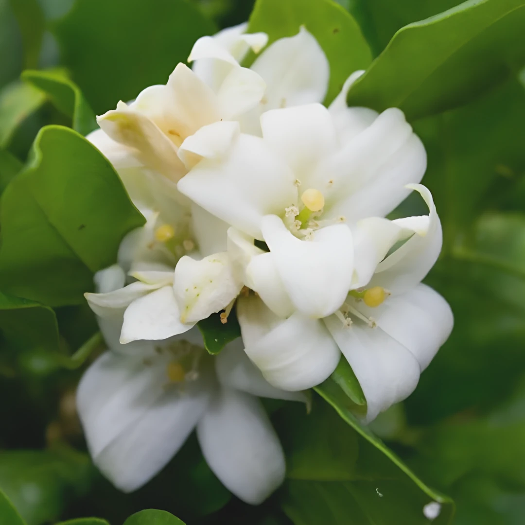 Arôme fruité de fleurs blanches avec une touche délicate de jasmin fleuri et de bois de santal