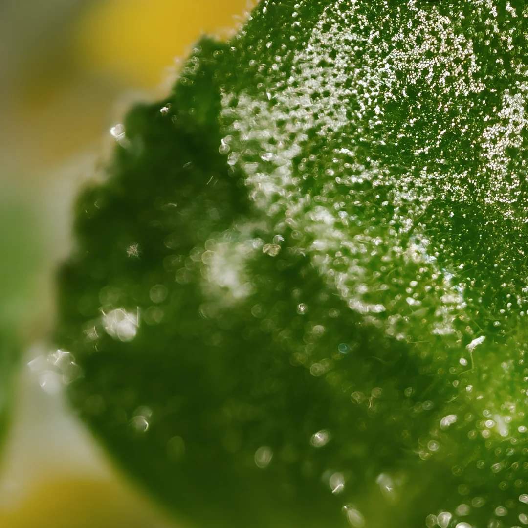 Accent fruité et floraison mentholée