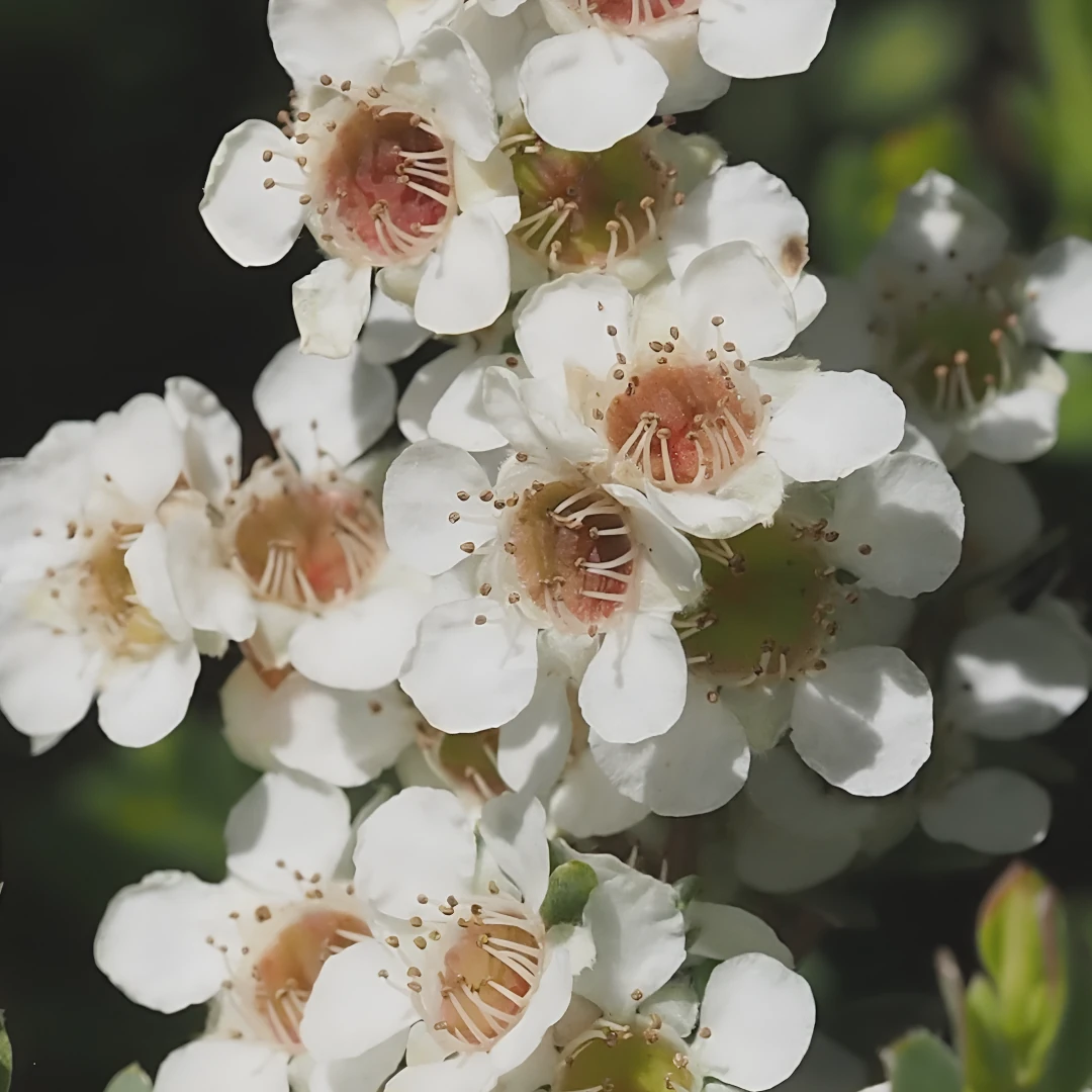 Arôme frais d'arbre à thé avec des notes herbacées et terrestres