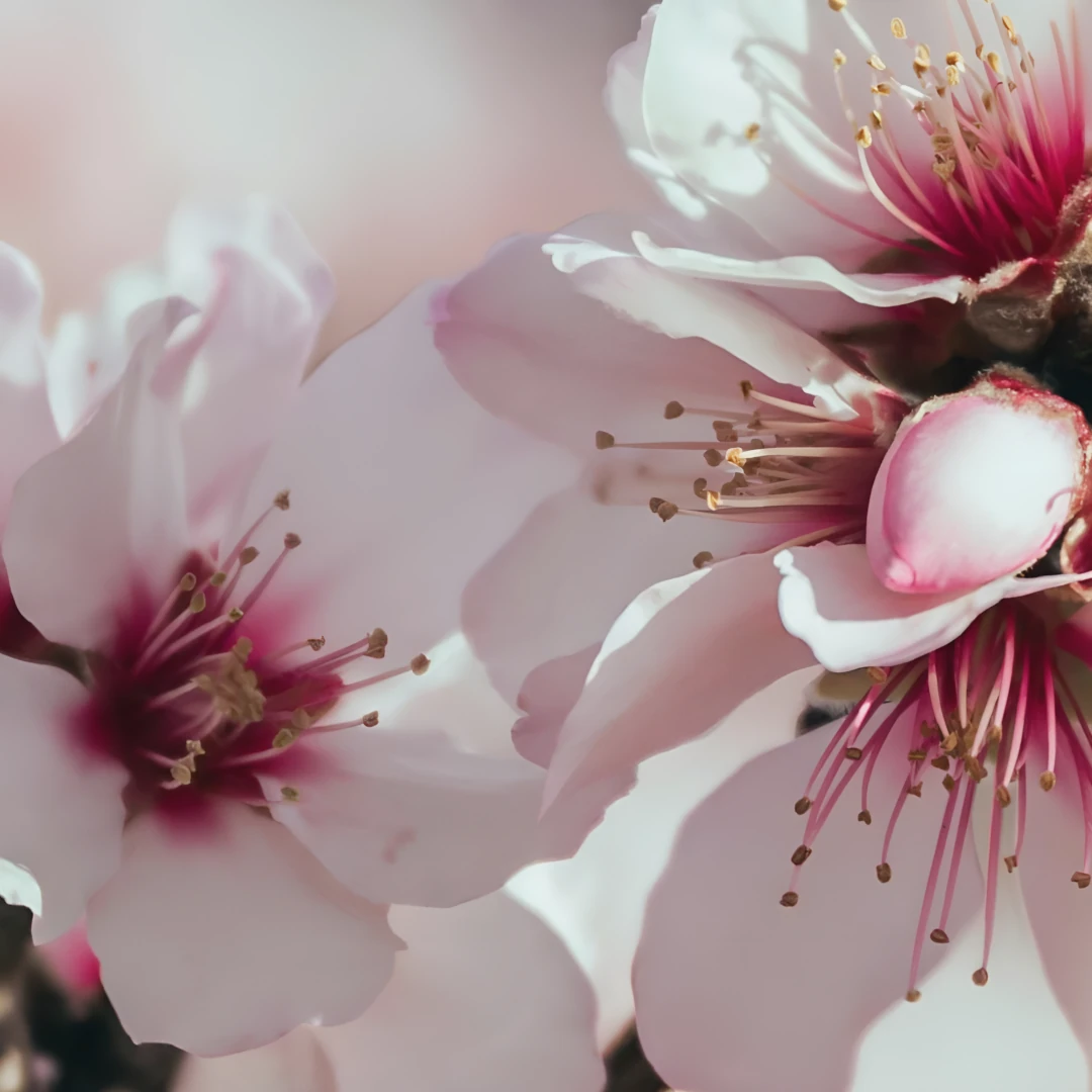 Floraison légèrement et fraîchement parfumée avec une pointe de vert