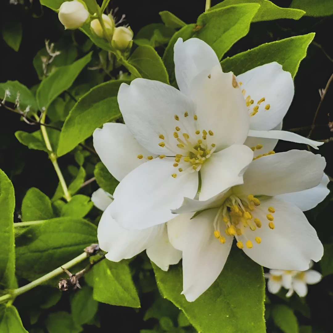 Arôme floral et doux de nénuphar et de jasmin blanc avec une touche de vanille