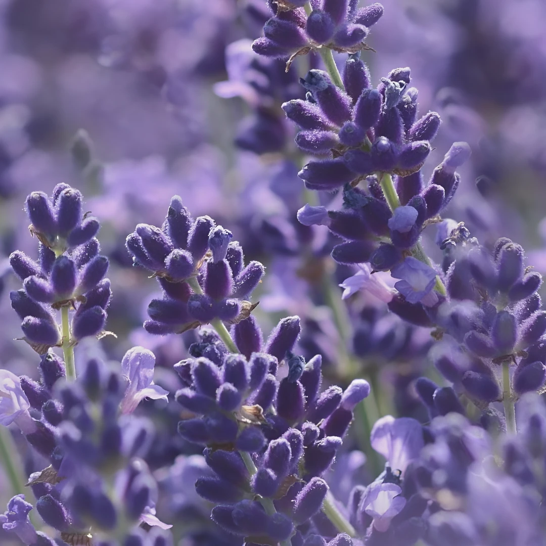 Arôme délicat de fleurs blanches avec des notes de lavande aromatique et fraîche